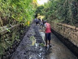 Program “Padat Karya” Pemkab Banyuwangi, Sudah Menjangkau Kurang Lebih 2400 Warga Pra Sejahtera