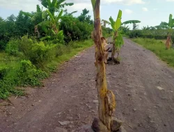 Warga Desa Tegalsari Menanam Puluhan Pohon Pisang di Jalan, Bentuk Protes Terkait Jalan Yang Lama Tidak Diperbaiki