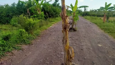 Warga Desa Tegalsari Menanam Puluhan Pohon Pisang di Jalan, Bentuk Protes Terkait Jalan Yang Lama Tidak Diperbaiki