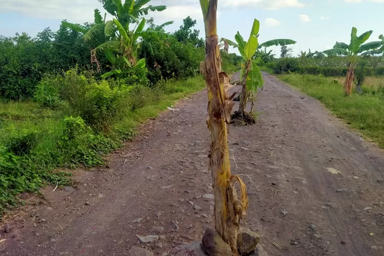 Warga Desa Tegalsari Menanam Puluhan Pohon Pisang di Jalan, Bentuk Protes Terkait Jalan Yang Lama Tidak Diperbaiki