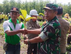 Kasdim 0825/Banyuwangi Bersama Perhutani Laksanakan Penanaman Pohon Jati di Hutan Purwoharjo