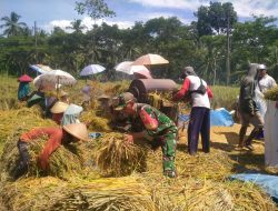 Panen Raya di Areal Sawah Sumberrejo: Babinsa Koramil Songgon Kawal Hasil Perjuangan Petani Desa Songgon