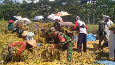 Panen Raya di Areal Sawah Sumberrejo: Babinsa Koramil Songgon Kawal Hasil Perjuangan Petani Desa Songgon