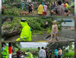 Gerak Cepat Polresta Banyuwangi Bersama Stage Holder Terkait Atasi Pohon Tumbang Yang Tutup Jalan