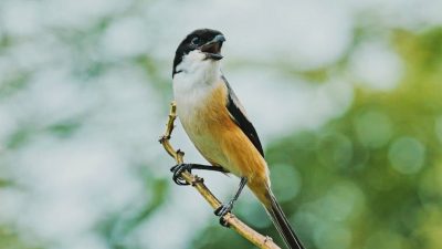 Kemana Perginya Burung Cendet? Burung Pintar yang Kian Langka di Banyuwangi