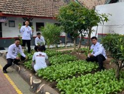 Manfaatkan Lahan Terbatas, Lapas Banyuwangi Berhasil Panen Sayur Pokcoy