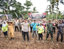 Pemkab Banyuwangi Dukung Penanaman Jagung Serentak 1 Juta Hektare Untuk Ketahanan Pangan Nasional