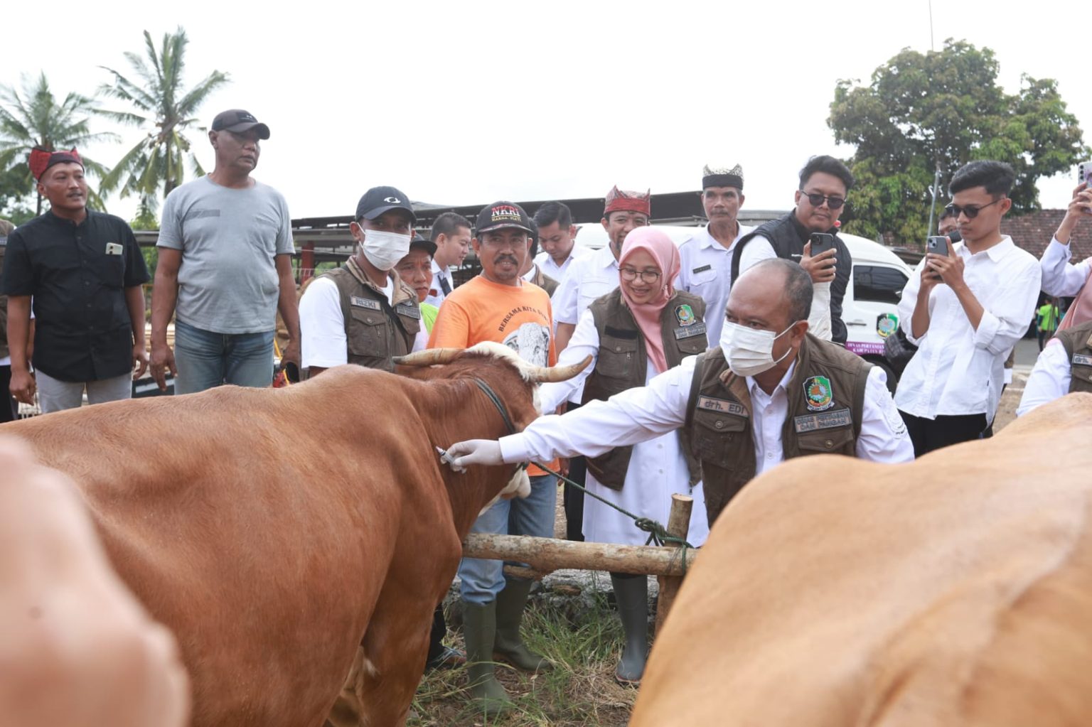 Pemkab Banyuwangi Kembali Vaksin Puluhan Ribu Sapi Ternak, Antisipasi PMK