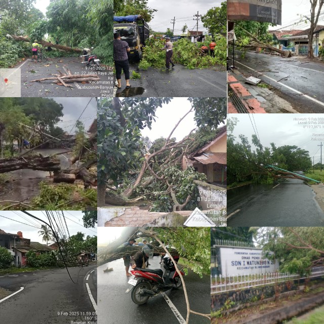 Puluhan Pohon di Banyuwangi Tumbang di Beberapa Lokasi, Akibat Angin Kencang dan Hujan Deras