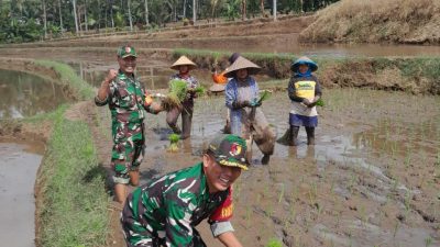 Babinsa Posramil 0825/22 Licin Laksanakan Kegiatan Penanaman Padi Membantu Petani di Desa Gumuk