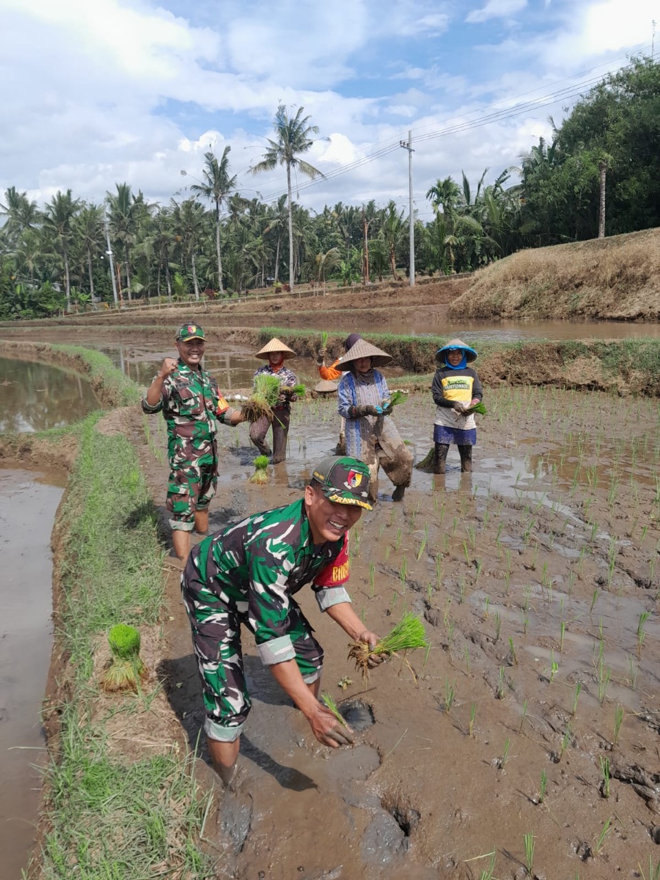 Babinsa Posramil 0825/22 Licin Laksanakan Kegiatan Penanaman Padi Membantu Petani di Desa Gumuk