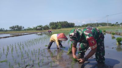 Bulan Puasa Tak Menyurutkan Semangat Koptu Sugeng Priyanto Babinsa Koramil 0825/01 Banyuwangi Dampingi Petani Tanam Padi