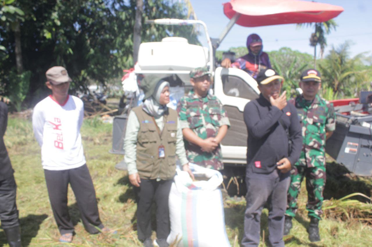 Kasdim 0825/Banyuwangi Pimpin Serapan Gabah Bersama Bulog dan Distan di Kecamatan Srono