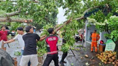 Respon Cepat: Polresta Banyuwangi Bantu Evakuasi Pohon Tumbang