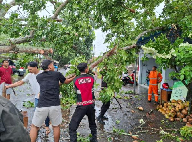 Respon Cepat: Polresta Banyuwangi Bantu Evakuasi Pohon Tumbang